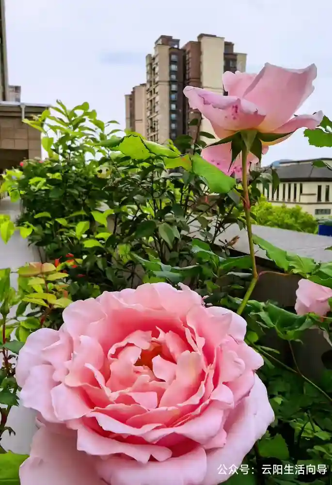 ��������ʿ�����ᡢʥ���޵ذ塢�������ɵ����������� �����ش�